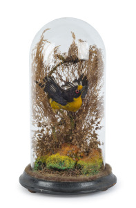 BIRD taxidermy display in original glass dome, 19th century, 25cm high