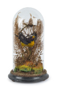 BIRD taxidermy display in original glass dome, 19th century, ​25cm high