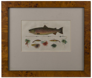 "TROUT" antique hand-coloured engraving, published in London, circa 1807, ​15 x 23cm