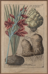 EMANUEL SWEERT (1552-1612, Dutch), Gladiolus maximus, ​hand-coloured engraving 39 x 24cm