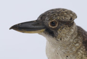 FRANZ BERGMANNFRANZ BERGMANN, Austrian cold painted bronze kookaburra, early 20th century, stamped under the tail, 13cm long, Austrian cold painted bronze kookaburra, early 20th century, stamped under the tail (illegible), ​13cm long - 8