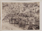 TASMANIA and NEW ZEALAND photo album with 66 albumen photo prints, sheet size predominantly 17 x 24cm; photographic views by John Watt Beatie, Stephen Spurling as well as a selection of New Zealand views by John Richard Morris, 19th century, ​album 40.5cm - 13