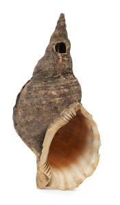 Tribal conch shell horn, Pacific Islands, 19th century, 36cm long