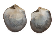 A pair of carved and engraved South Seas pearl shells, late 19th century, ​23cm and 22cm high