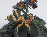 CHRISTIAN ARNOLD and LAURIE YOUNG hot glass scorpion and orchid sculpture on pate de verre glass base under glass bell dome, ​circa 2007, 31cm high - 2