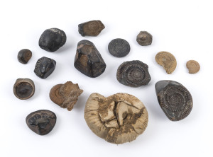 Group of fifteen shell fossils, the largest 13cm wide