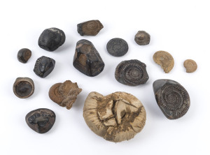 Group of fifteen shell fossils, ​the largest 13cm wide