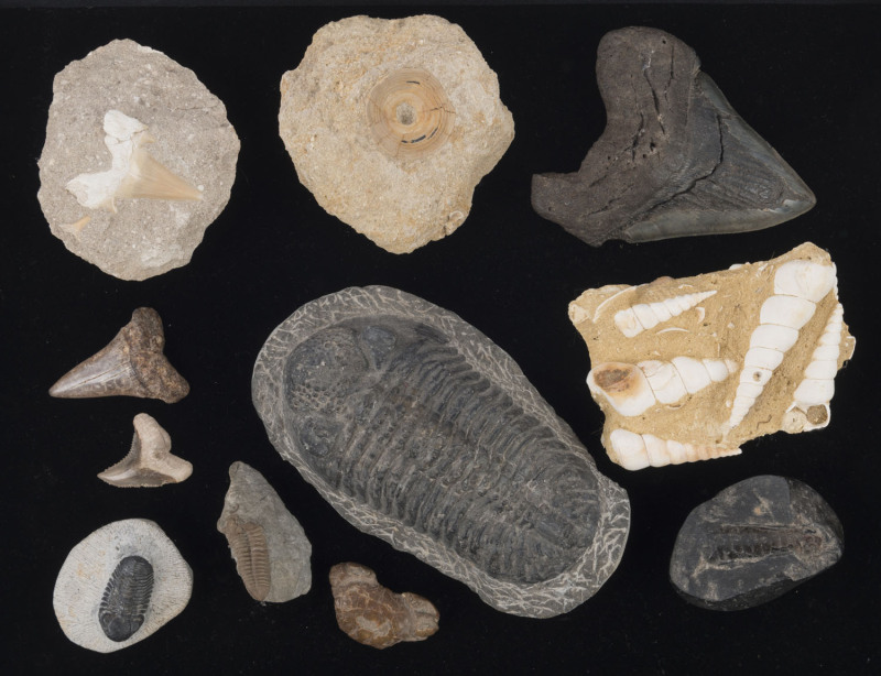 Group of eleven marine fossils including trilobites, crab, shark and megalodon teeth, stingray vertebra and shells, ​the largest 16cm long