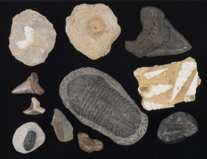 Group of eleven marine fossils including trilobites, crab, shark and megalodon teeth, stingray vertebra and shells, the largest 16cm long