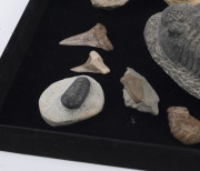 Group of eleven marine fossils including trilobites, crab, shark and megalodon teeth, stingray vertebra and shells, ​the largest 16cm long - 2