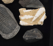 Group of eleven marine fossils including trilobites, crab, shark and megalodon teeth, stingray vertebra and shells, ​the largest 16cm long - 3