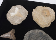 Group of eleven marine fossils including trilobites, crab, shark and megalodon teeth, stingray vertebra and shells, ​the largest 16cm long - 4