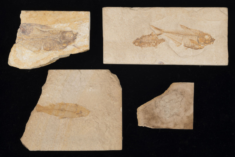 Three fish fossils and a trilobite fossil, (4 items), ​the largest 17cm long