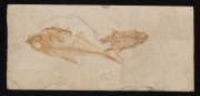 Three fish fossils and a trilobite fossil, (4 items), ​the largest 17cm long - 2