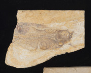 Three fish fossils and a trilobite fossil, (4 items), ​the largest 17cm long - 3