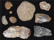 Nine assorted fossils and mineral specimens, the largest 20cm long