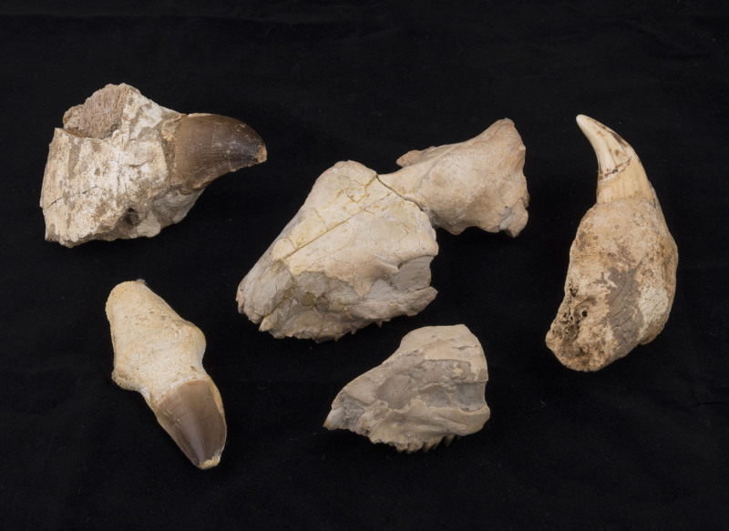 Two fossilised skulls with teeth together with three fossilised teeth, (5 items), ​largest skull 15cm long