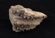 Two fossilised skulls with teeth together with three fossilised teeth, (5 items), ​largest skull 15cm long - 3