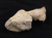 Two fossilised skulls with teeth together with three fossilised teeth, (5 items), ​largest skull 15cm long - 4