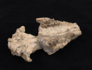 Two fossilised skulls with teeth together with three fossilised teeth, (5 items), ​largest skull 15cm long - 5