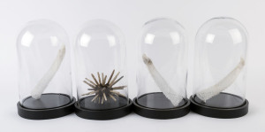 Set of four marine specimens in glass domes, 20th century, 32cm high