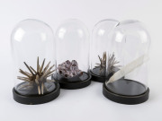 Set of four marine specimens in glass domes, 20th century, ​32cm high