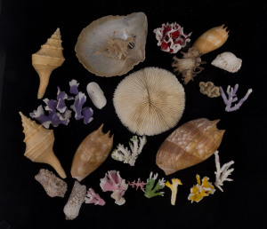 Small collection of assorted seashells and coral specimens