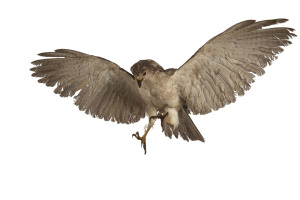 A taxidermied hawk in flight, early to mid 20th century, ​wingspan 80cm