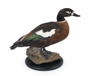 A taxidermied mountain duck, 20th century, ​38cm high