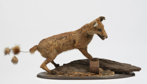 A taxidermied fox display, early to mid 20th century, ​46cm high, 100cm long
