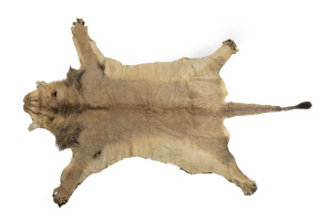 An African lion skin rug, early to mid 20th century, 327 x 200cm