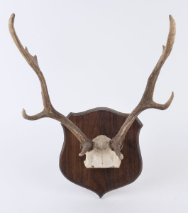 Fallow deer mounted antlers on timber shield panel, 20th century, ​62cm high overall, 45cm wide