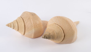 Two impressive conch shells, Pacific Islands, early 20th century, ​51cm and 54cm long