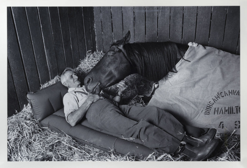 1977 MELBOURNE CUP - TOMMY WOODCOCK AND RECKLESS: Iconic image of Woodcock and Reckless (70.3 x 110cm) taken on the eve of the 1977 Melbourne Cup, in which Reckless ran second to Bart Cummings' Gold and Black, this being the image used on the front page o