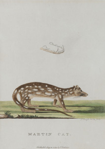 Peter MAZELL [Ireland/Britain, 1733 - 1808] Martin Cat. hand-coloured copper engraved plate from ​"The Voyage of Governor Phillip to Botany Bay" [J. Stockdale, London, 1789] 23 x 17cm.