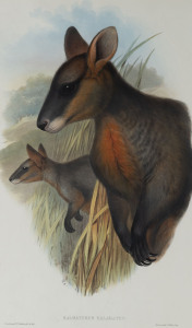 JOHN GOULD [1804-1881], Swamp Wallaby - Halmaturus Ualabatus, hand-coloured lithograph from “The Mammals of Australia”, 1851, 51 x 30cm.