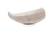 An antique sperm whale tooth, 19th century, 12.5cm high. PROVENANCE: Private Collection, Hobart, Tasmania.