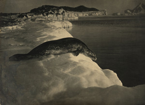 HERBERT GEORGE PONTING (1871-1935), A Weddell Seal about to dive, signed ‘H. G. Ponting.’ (lower right), the artist’s stamps ‘PHOTOGRAPH BY HERBERT G. PONTING, F.R.G.S. / BRITISH ANTARCTIC EXPEDITION. 1910.’ twice on reverse, and titled ’A Weddell Seal ab