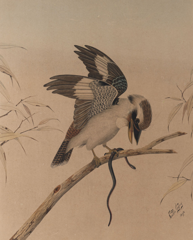 NEVILLE CAYLEY Snr. (1853-1903), kookaburra and snake, watercolour, signed and dated lower right "Neville Cayley 1898", 61 x 49cm