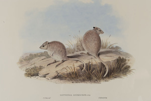 JOHN GOULD (1804-1881), I.) Bettongia Rufescens, II.) Hypsiprymnus Gilbertii, facsimilie lithographs, 20th century, ​32 x 48cm each