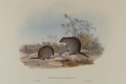 JOHN GOULD (1804-1881), I.) Bettongia Rufescens, II.) Hypsiprymnus Gilbertii, facsimilie lithographs, 20th century, ​32 x 48cm each - 2