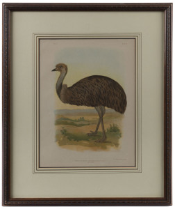 Three Broinowski Australiana engravings, ​35 x 28cm