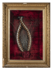 An antique lyre bird tail feather display on plush velvet ground in gilt frame shadow box, circa 1880, 100 x 74cm