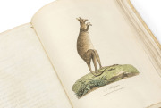 JOHN WHITE (1756 - 1832) "Journal of a Voyage to New South Wales with Sixty-five Plates of Non descript Animals, Birds, Lizards, Serpents, curious Cones of Trees and other Natural Productions by John White Esqre, Surgeon General to the Settlement." [Lond - 3