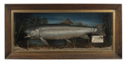 Rainbow Trout taxidermy display in wall mount case with hand-written card captioned "Rainbow Trout (Salmo Iridius), Weight 7lbs. Sex Female, Grassed By Mr Staples. Eildon Weir On Large Fly. Taxidermy By A.C. SLAMEN, 622 Collins St.", 42cm high, 90cm wide,