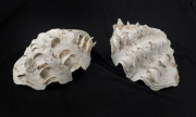 Two giant clam shells, 20th century, ​25cm wide
