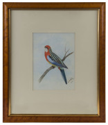 NEVILLE WILLIAM CAYLEY (1886-1950), Rosella, watercolour, signed lower right "Neville Cayley, Sydney, 1902", ​31 x 23cm - 2