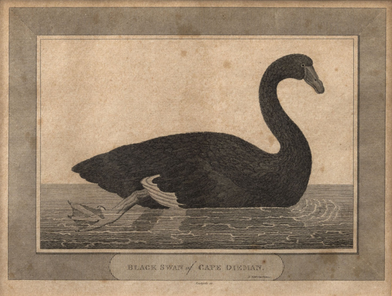 Black Swan Of Cape Dieman c1798. Engraving, title and “Eastgate, sc.” engraved in plate below image, 15.5 x 20cm.