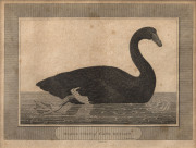 Black Swan Of Cape Dieman c1798. Engraving, title and “Eastgate, sc.” engraved in plate below image, 15.5 x 20cm.