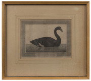 Black Swan Of Cape Dieman c1798. Engraving, title and “Eastgate, sc.” engraved in plate below image, 15.5 x 20cm. - 2
